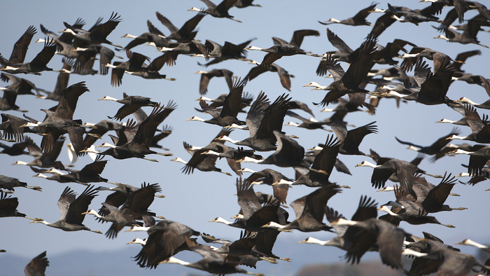 지난 21일 서산시 고북면 천수만 간척지에서 확인된 흑두루미 무리