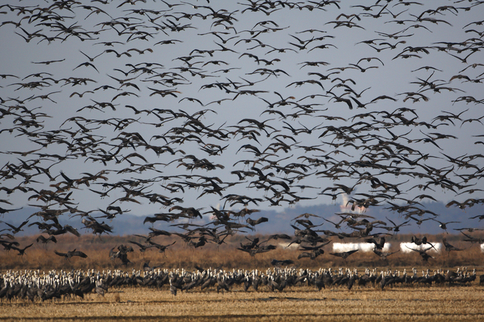 지난 21일 서산시 고북면 천수만 간척지에서 확인된 흑두루미 무리