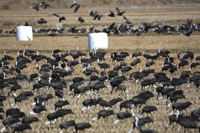 지난 21일 서산시 고북면 천수만 간척지에서 확인된 흑두루미 무리