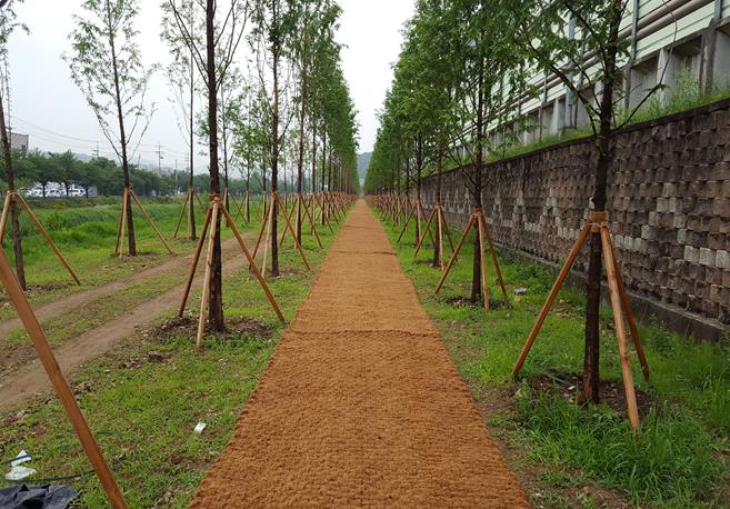 용인특례시가 가로수를 효율적으로 관리하기 위해 자체 평가제를 도입한다. 사진은 처인구 유방동 일원 영동고속도로변 가로수 모습.