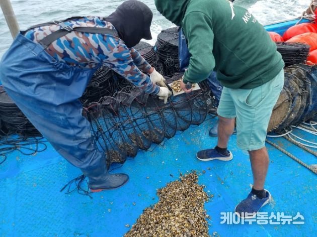 3배체 새끼굴 양성망 투입