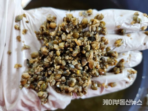 어린 바지락