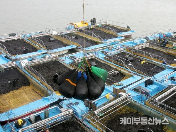 500여년 역사 서천 김, 원초 생산 넘어 세계인 식탁 넘보나?