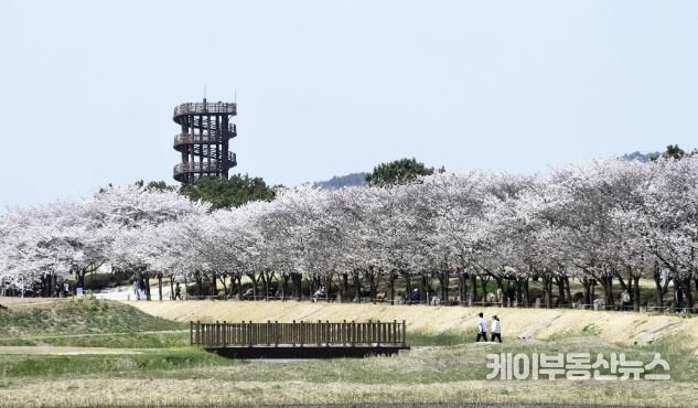 갯골생태공원 벚꽃터널