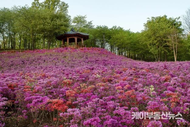 오난산전망공원 철쭉동산