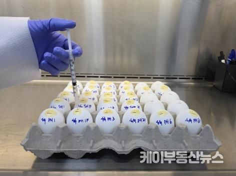 종란접종