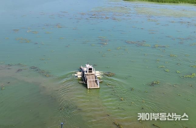 팔당호 녹조