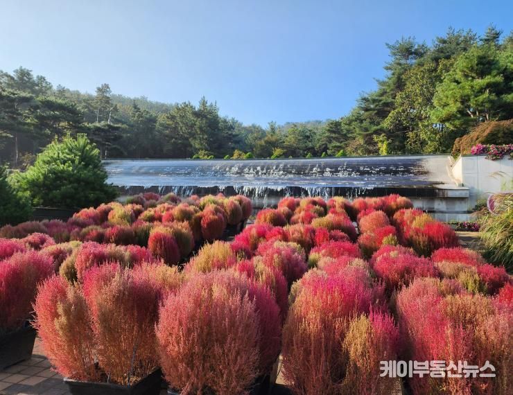 벽천의 가을 댑싸리