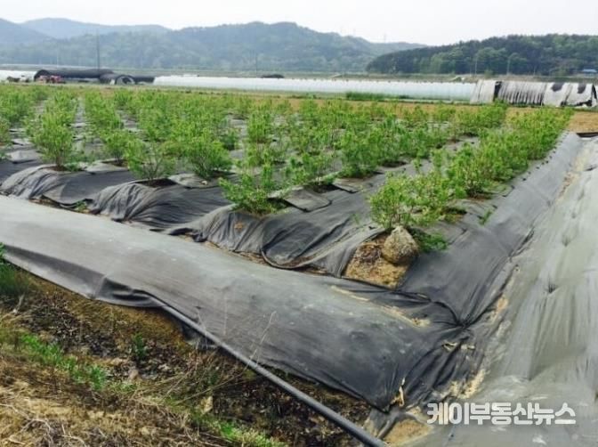 파주시, 2026년 환경친화형 농자재 지원사업 신청 시작