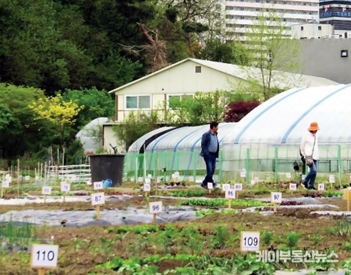 과천시 주말농장 모습