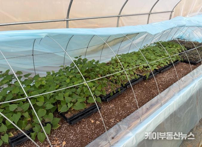 고구마 조직배양묘 모습