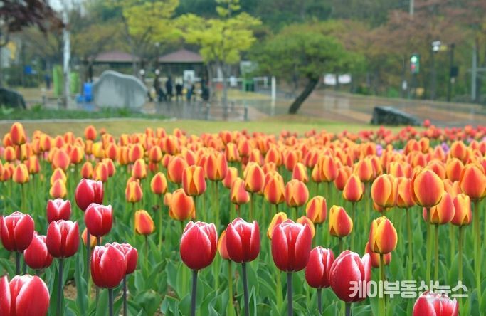 의정부시, 봄맞이 하천환경정비 추진…꽃길 조성부터 수중 정비까지