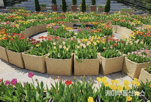 광장에 피어난 봄…포천체육공원 분수광장에 미로형 튤립화단 조성
